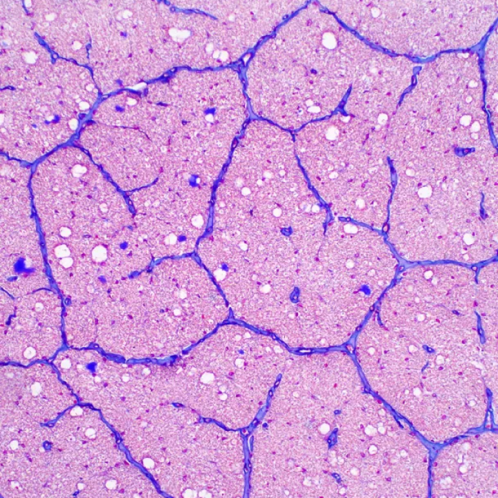 We expedite the development and delivery of life-changing therapies to patients safely.